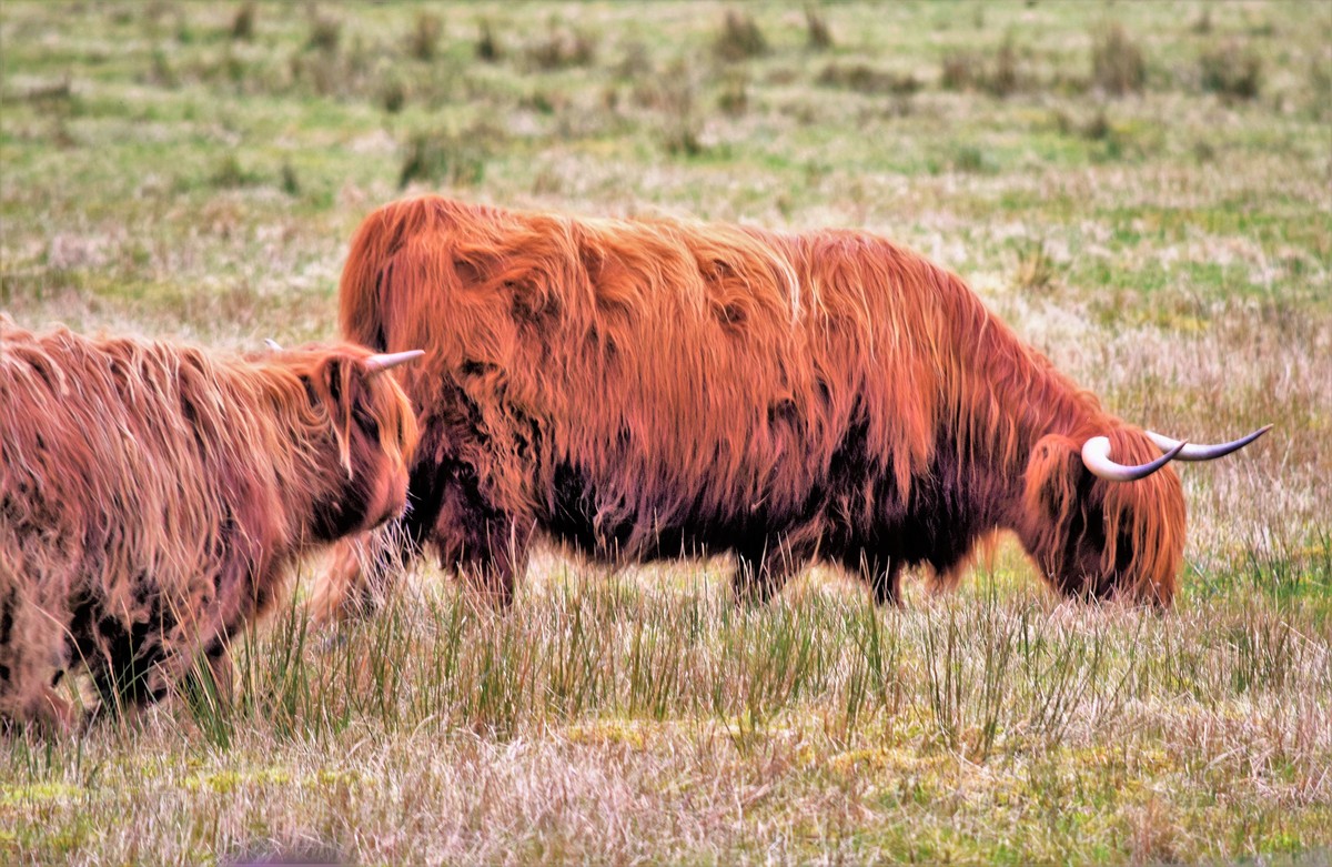 Glen Nevis cattle